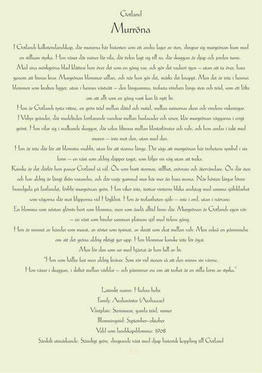 Gotland-Murgröna
