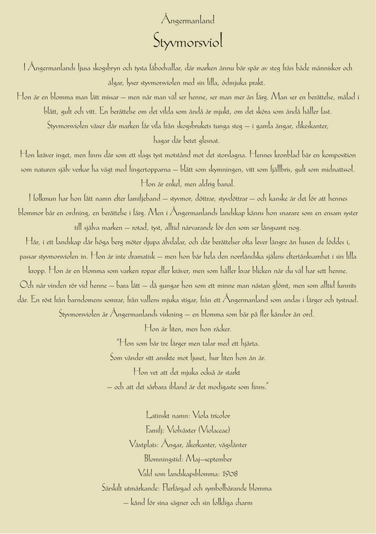 Ångermanland-Styvmorsviol